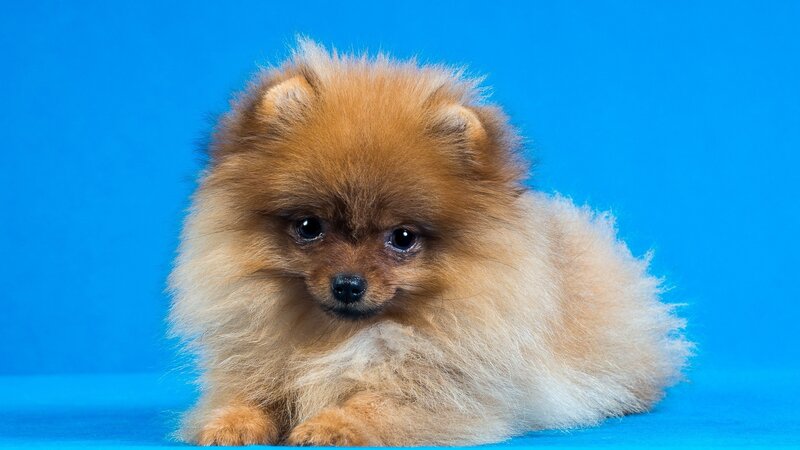 Pomeranian Puppy — Blue, Calm