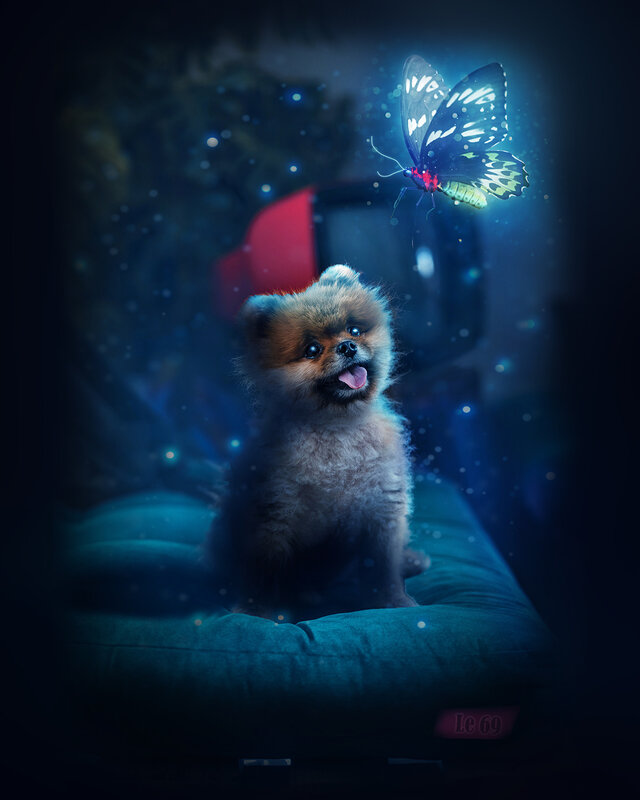 Pomeranian Puppy — Blue, Magical