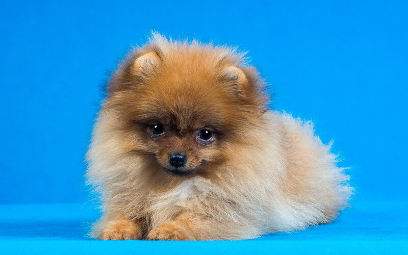 Pomeranian Puppy — Blue