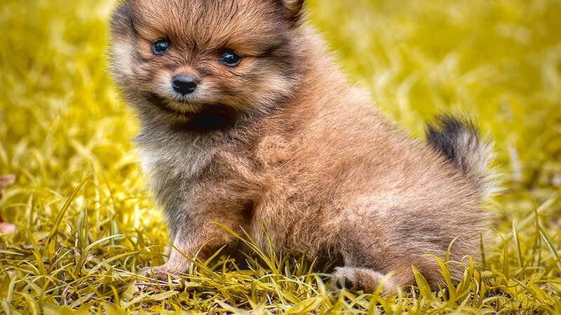 Pomeranian Puppy — Brown, Calm, Afternoon, Photograph