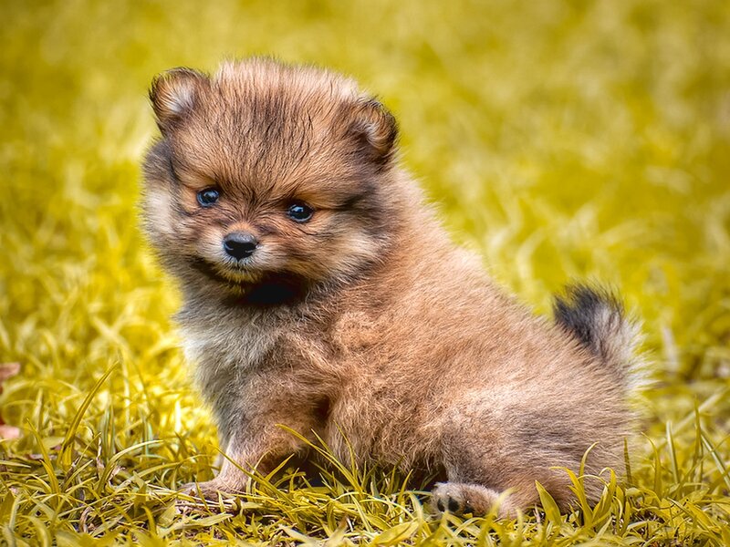 Pomeranian Puppy — Brown, Calm, Afternoon