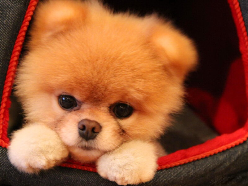 Pomeranian Puppy — Brown, Calm, Photograph, Dog
