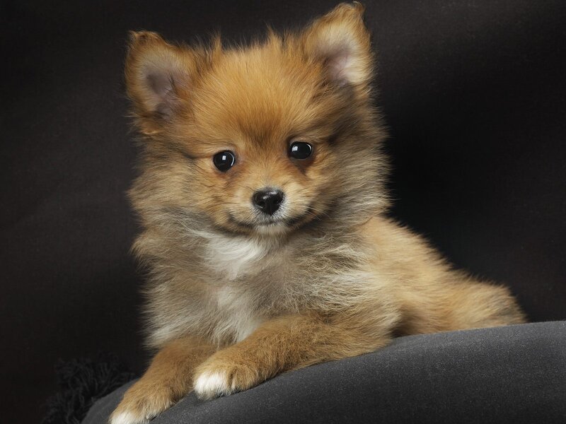Pomeranian Puppy — Brown, Calm, Photograph