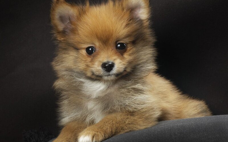 Pomeranian Puppy — Brown, Calm