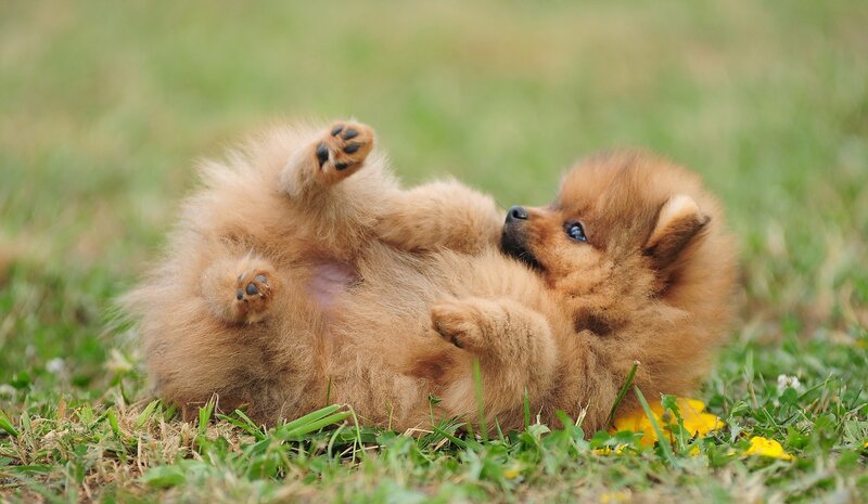 Pomeranian Puppy — Brown, Playful