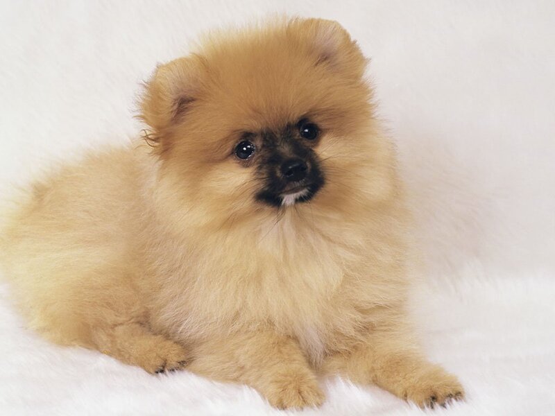 Pomeranian Puppy — Brown