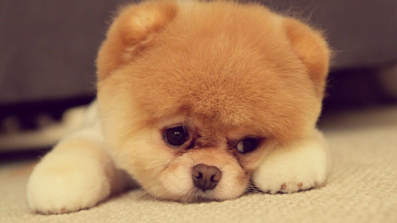 Pomeranian Puppy — Calm