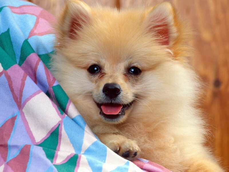 Pomeranian Puppy — Cream