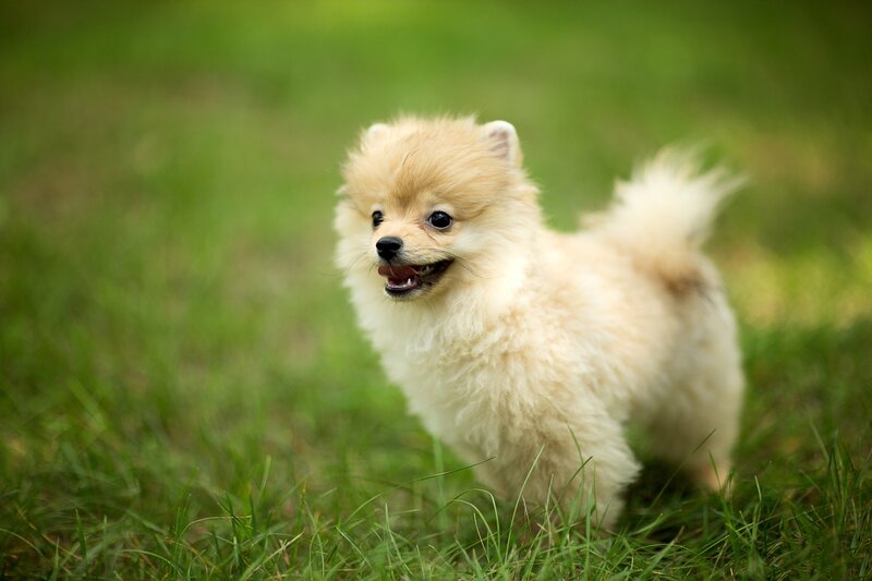 Pomeranian Puppy — Green