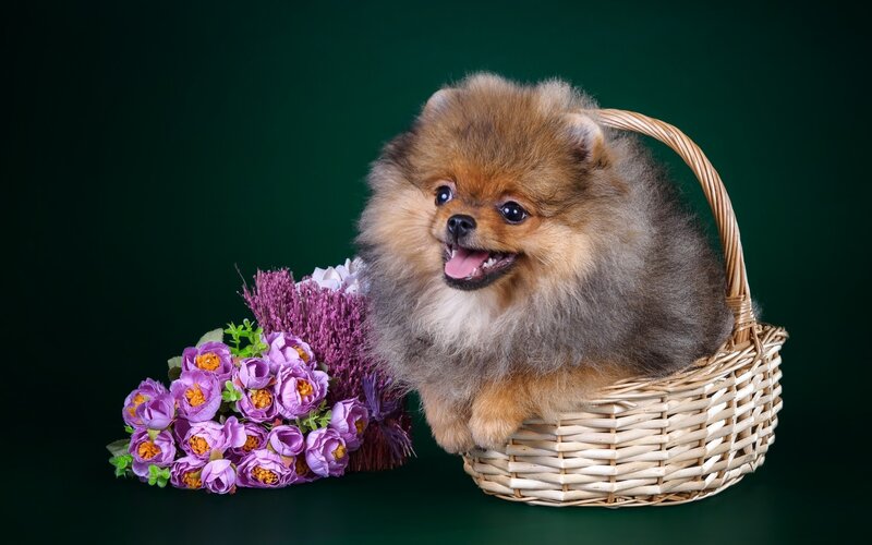 Pomeranian Puppy in Basket — Brown