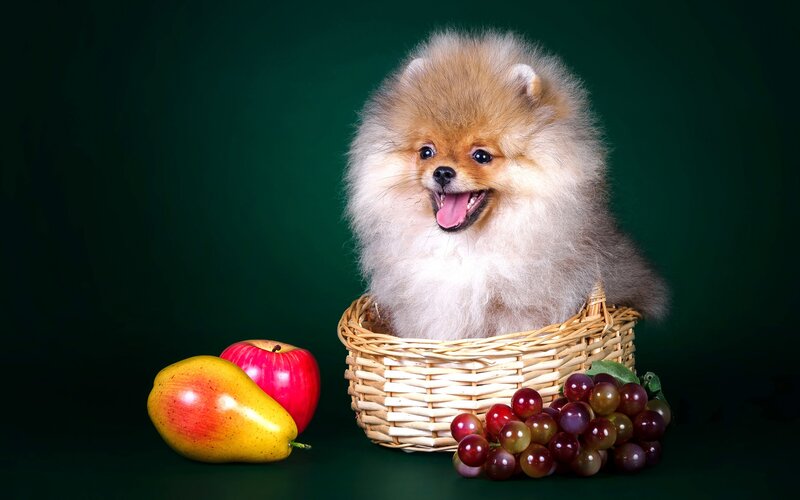 Pomeranian Puppy in Basket — Green