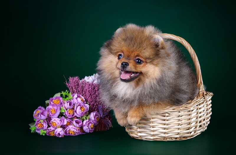 Pomeranian Puppy in Basket