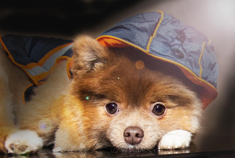 Pomeranian Puppy in Coat