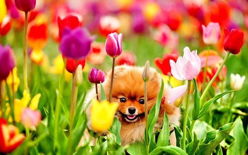 Pomeranian Puppy in Flowers — Red