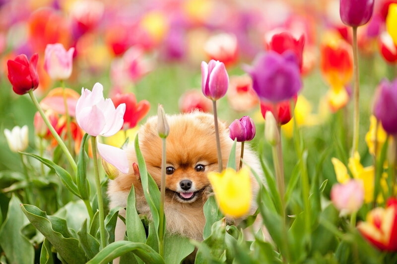 Pomeranian Puppy in Flowers