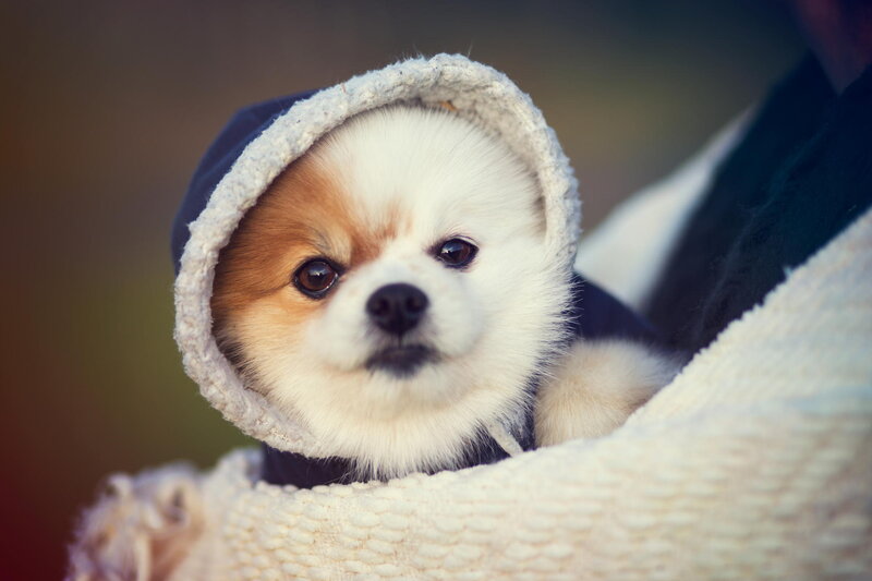 Pomeranian Puppy in Hood