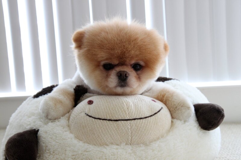 Pomeranian puppy on a plush toy