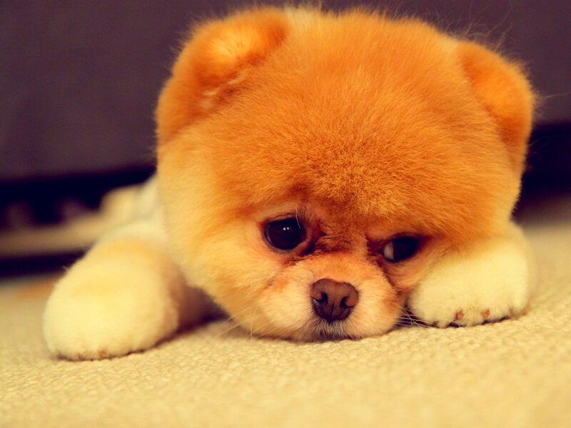 Pomeranian Puppy — Orange