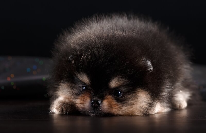 Pomeranian puppy resting