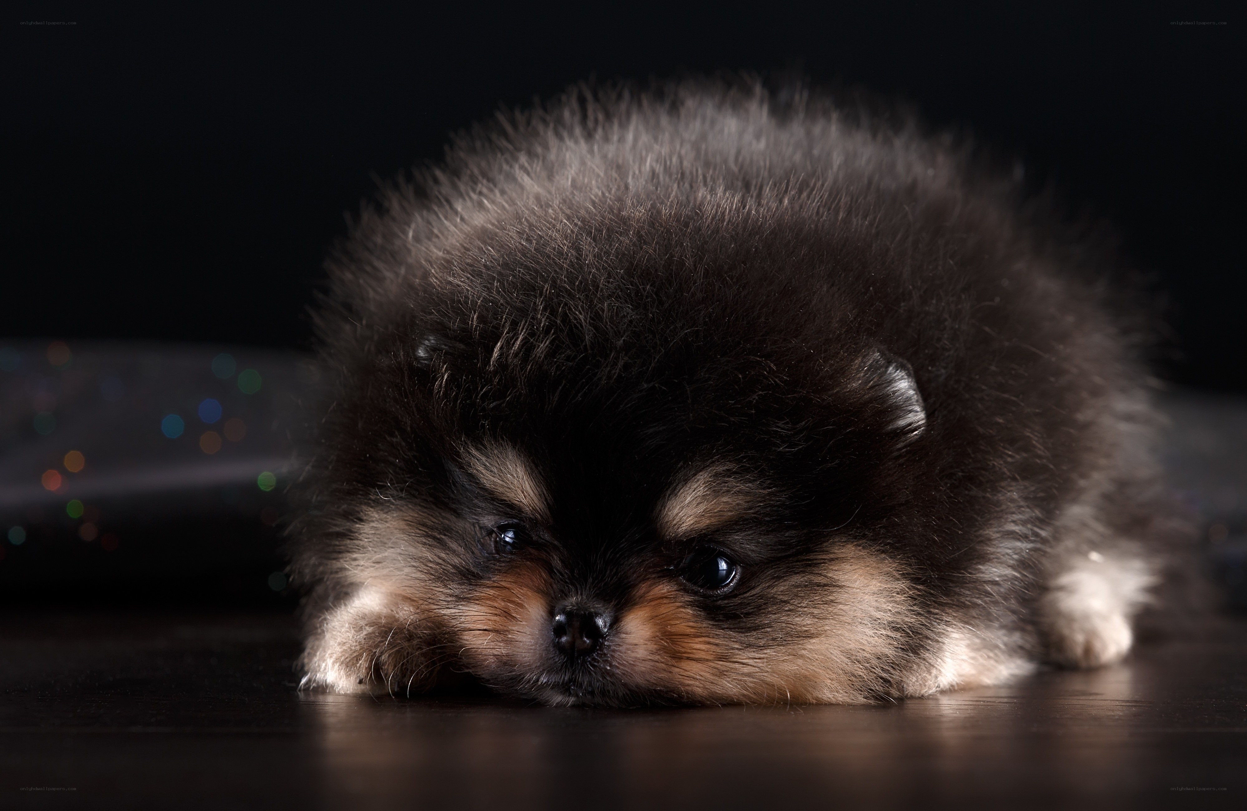 Pomeranian puppy resting