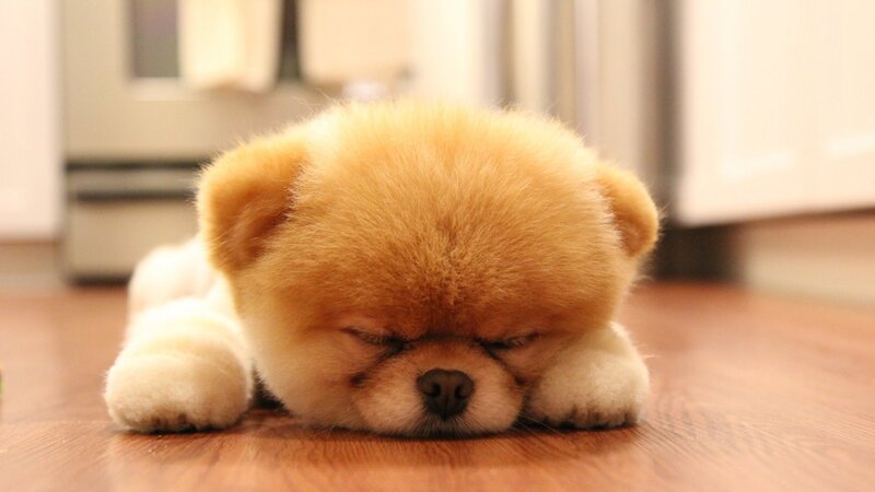 Pomeranian Puppy Sleeping — Brown, Peaceful