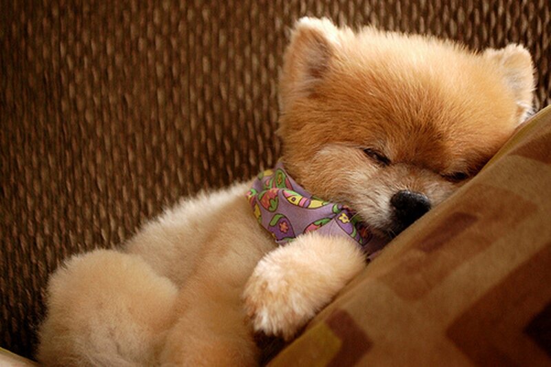 Pomeranian Puppy Sleeping — Brown