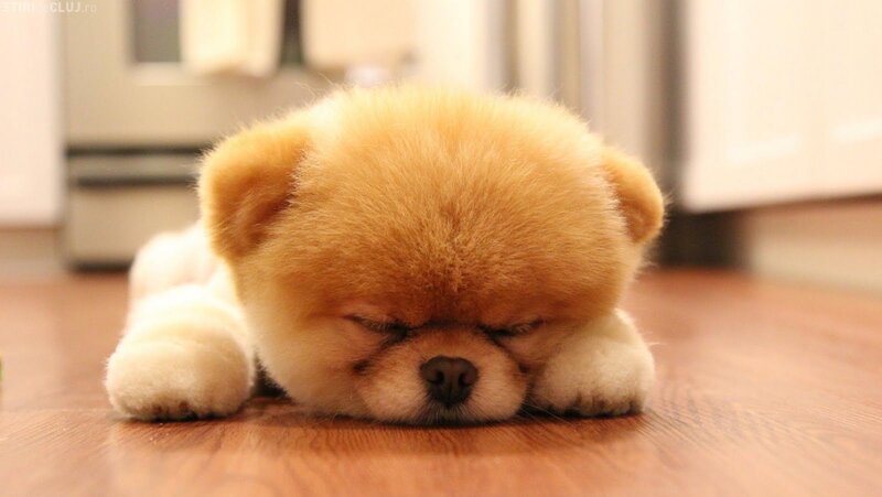 Pomeranian Puppy Sleeping