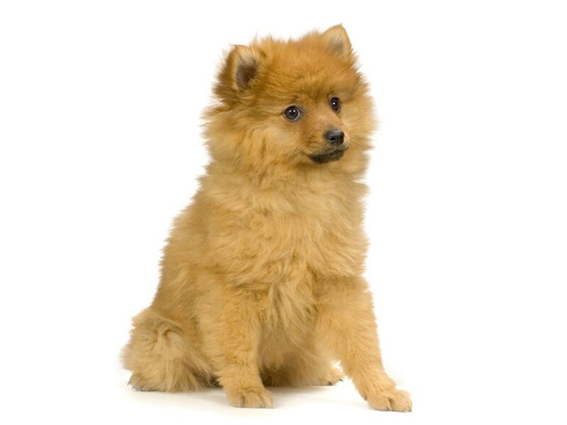Pomeranian Puppy