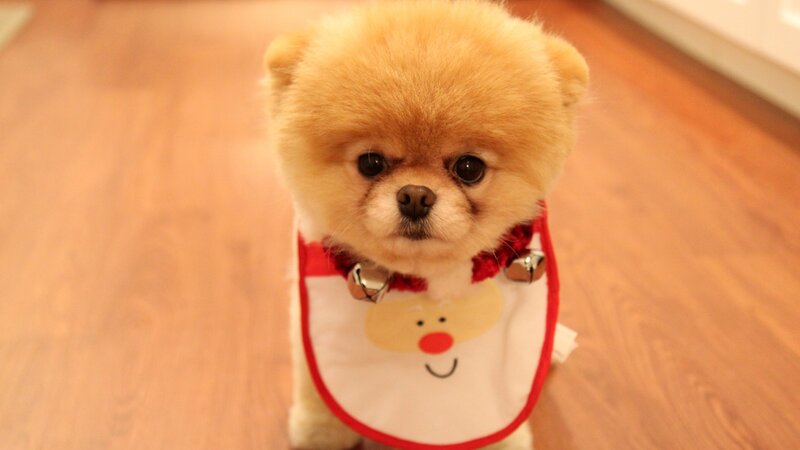 Pomeranian Puppy Wearing Bib — Brown