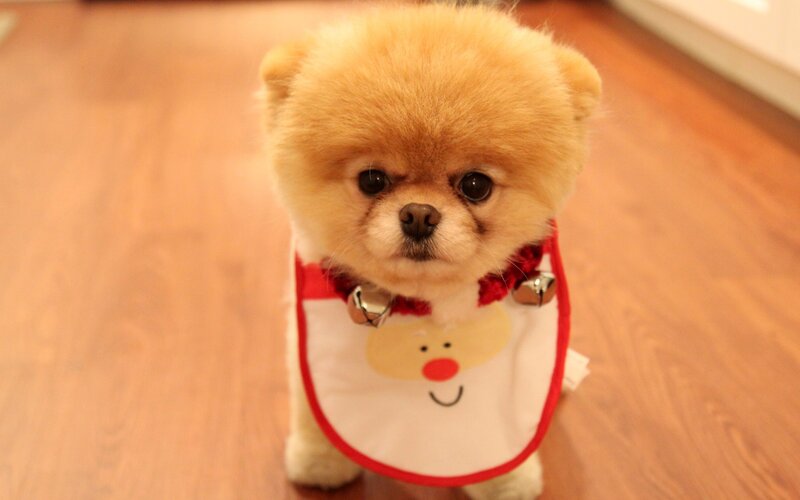 Pomeranian Puppy Wearing Bib