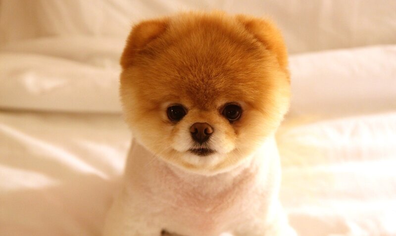 Pomeranian Puppy — White, Calm