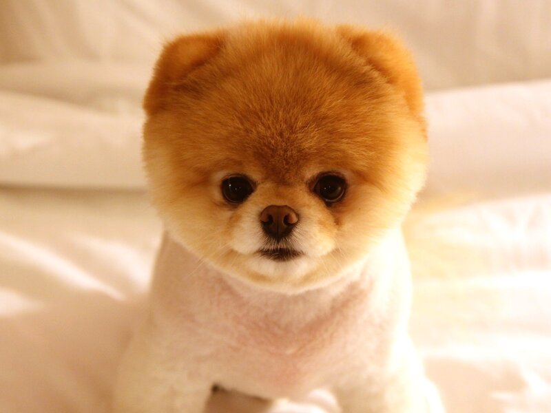 Pomeranian Puppy — White