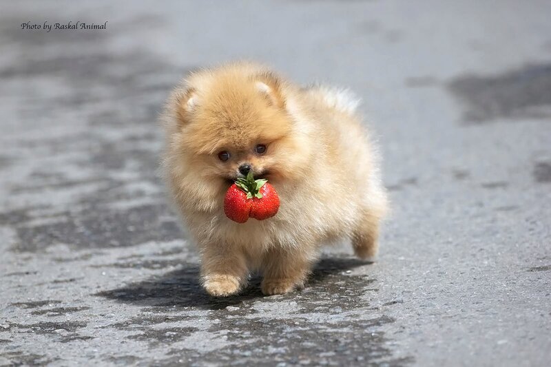 Pomeranian Puppy with Strawberry