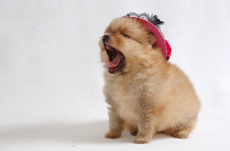 Pomeranian Puppy Yawning