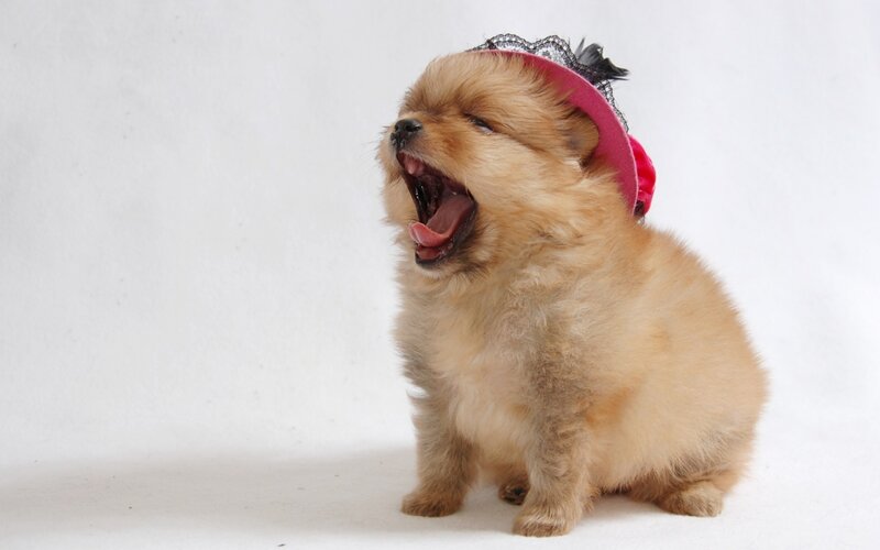 Pomeranian Puppy Yawning — White