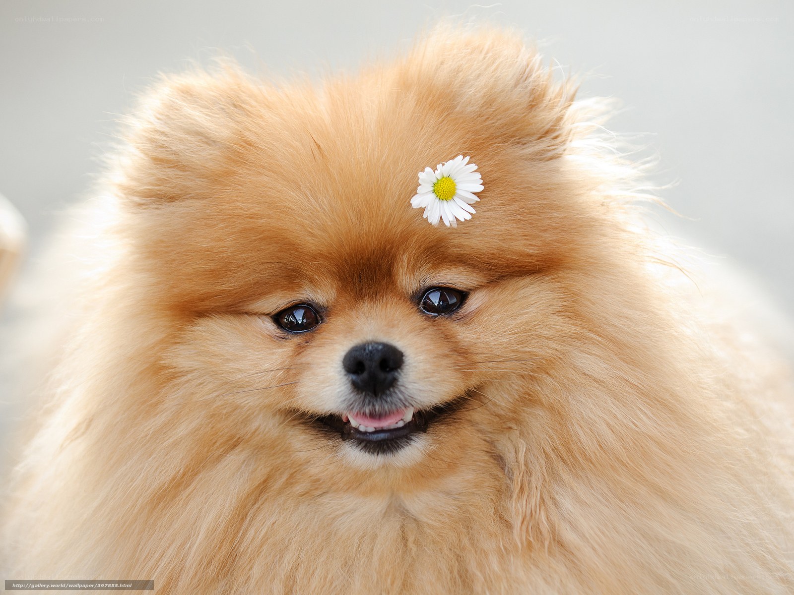 Pomeranian with daisy flower