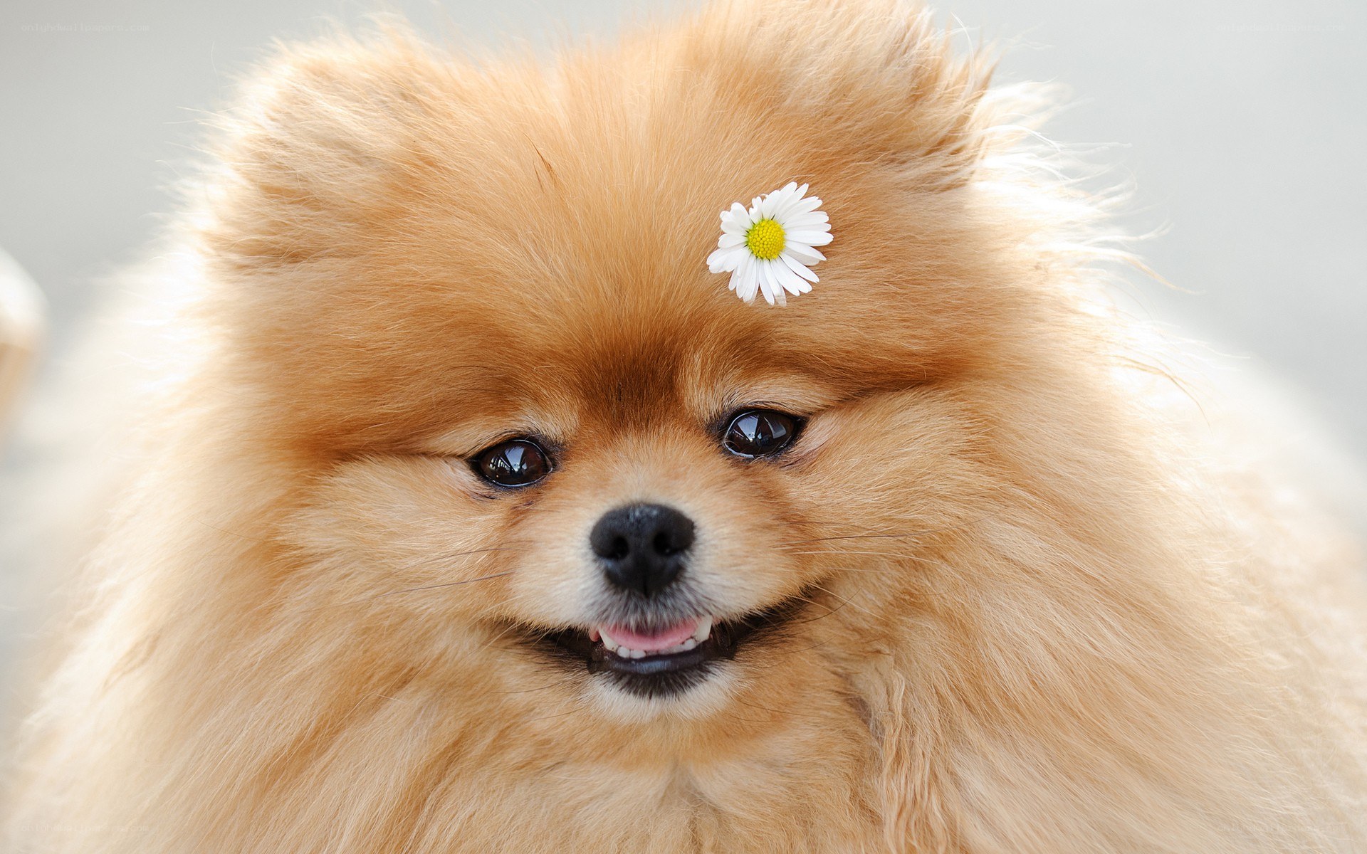 Pomeranian with daisy flower