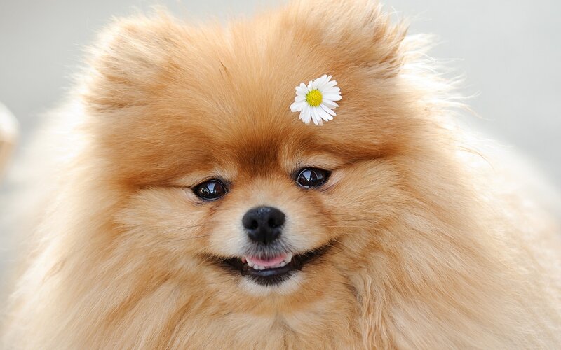 Pomeranian with daisy flower