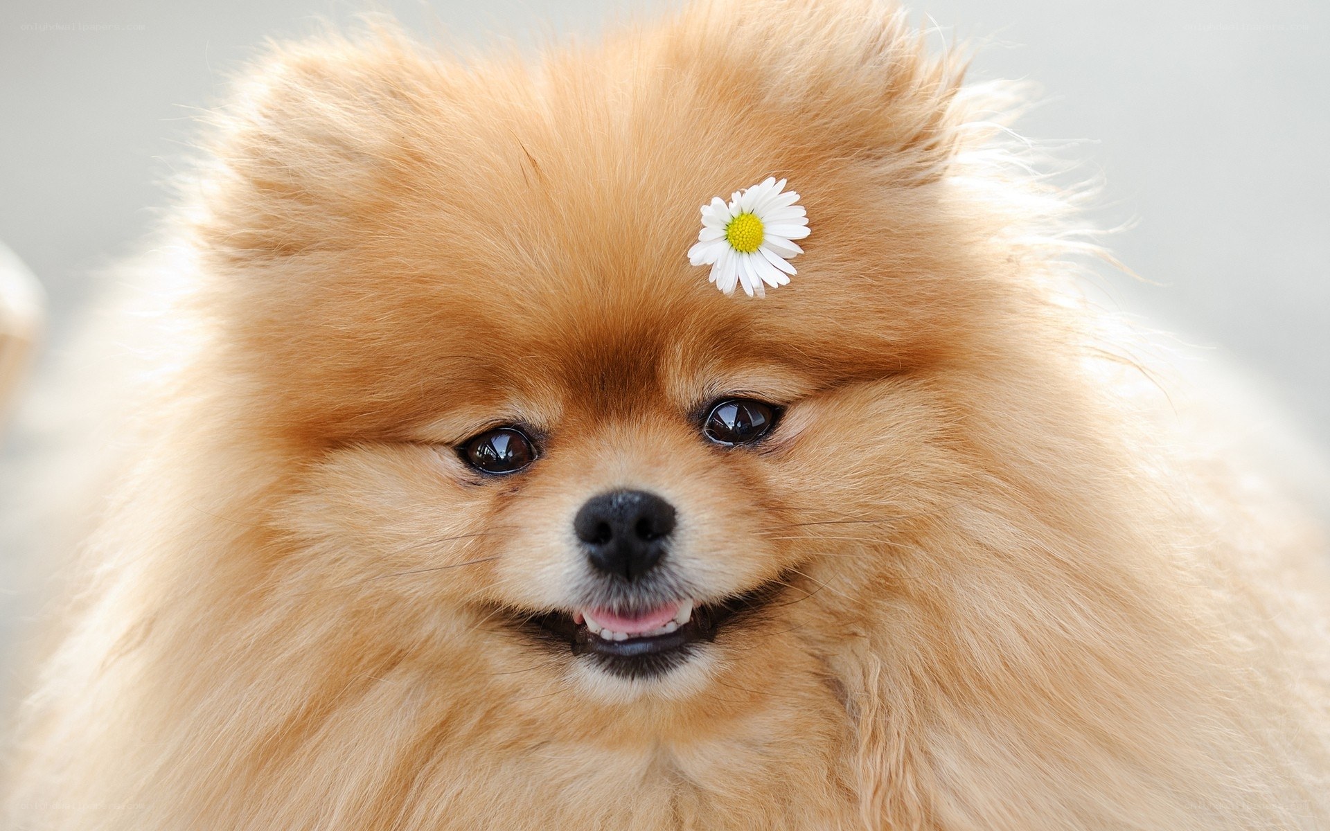 Pomeranian with daisy flower