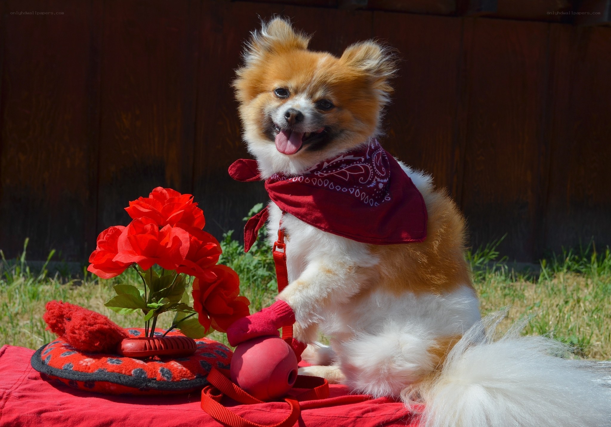Pomeranian with red bandana