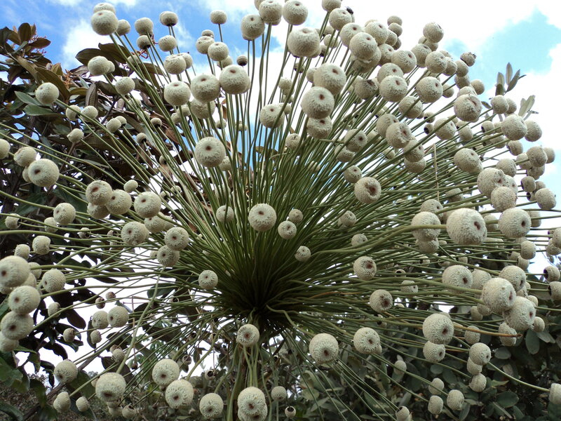 Pompom plant in bloom
