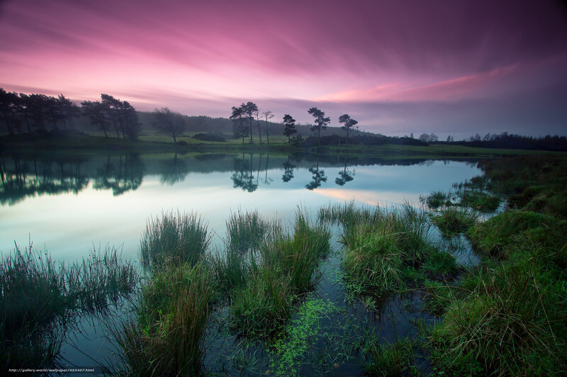 Pond at Dusk with Trees