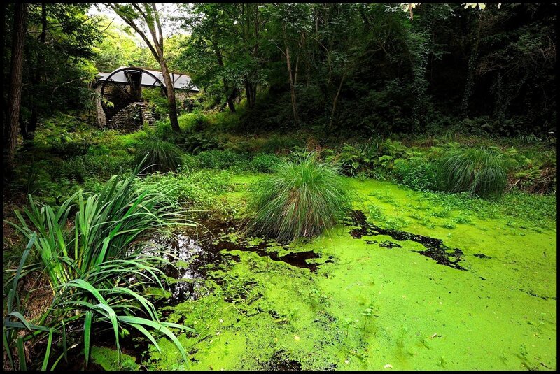 Pond Covered in Algae — Green, Natural