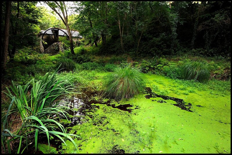 Pond Covered in Algae — Green, Overgrown, Afternoon