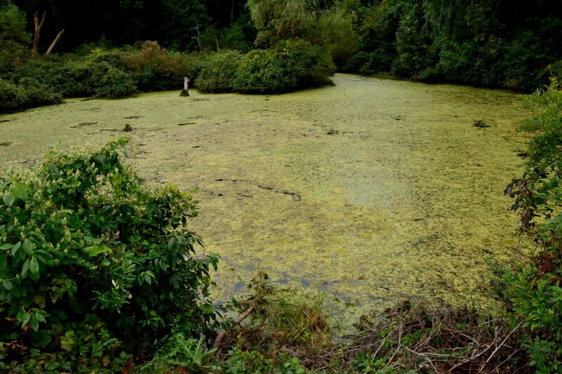Pond Covered in Algae — Green, Overgrown