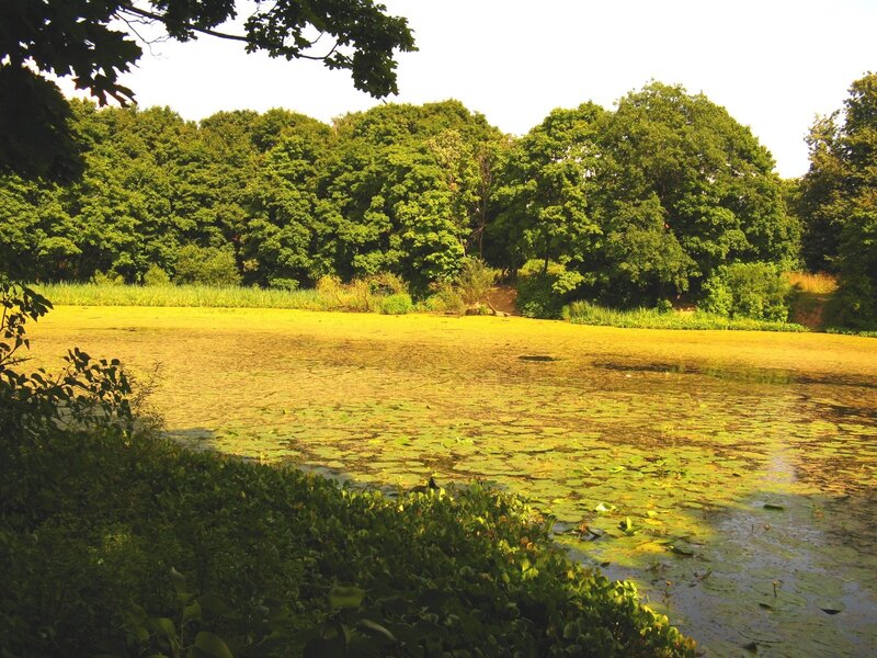 Pond Covered in Algae — Green, Serene, Afternoon, Photograph, Trees, Lily Pads