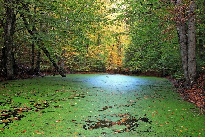 Pond Covered in Algae — Green, Serene, Autumn