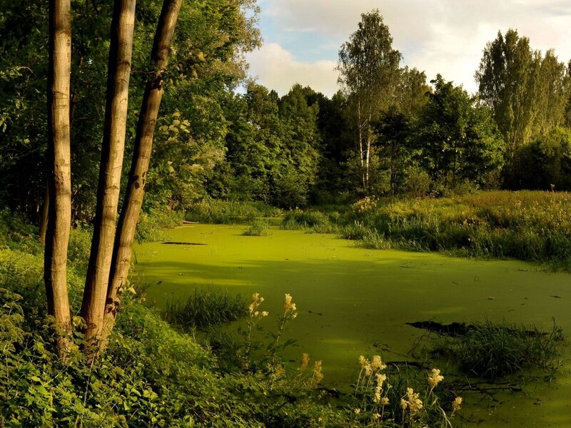 Pond Covered in Algae — Green, Serene