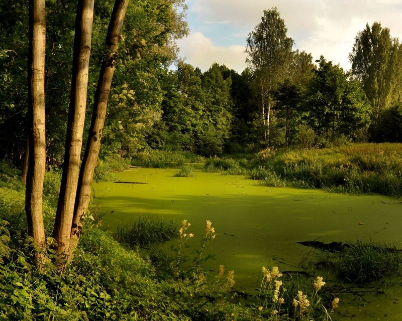Pond Covered in Algae — Green