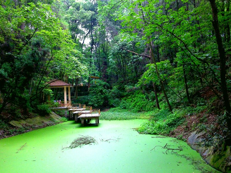 Pond Covered in Algae